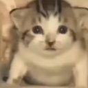 Сайт кота